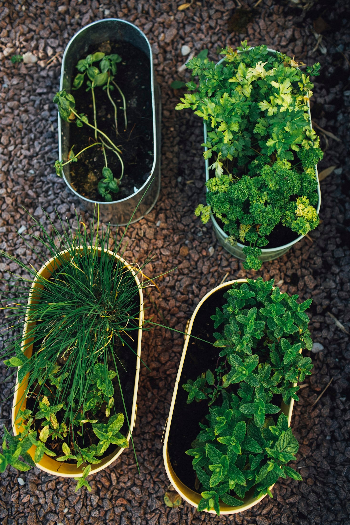 Revolutionizing Urban Gardening with Stylish Solutions
