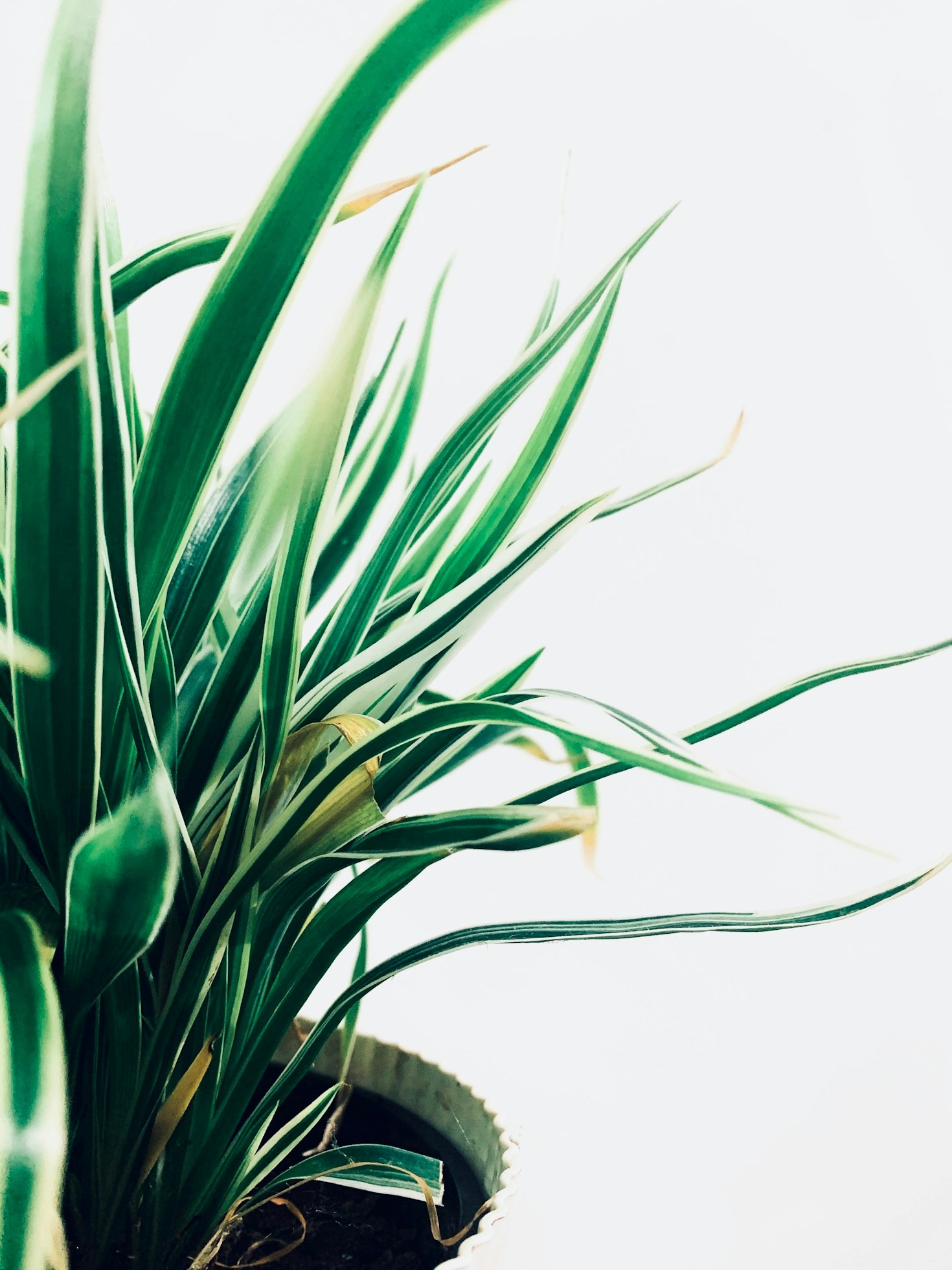 Stylish Garden Design Trends to Watch This Year