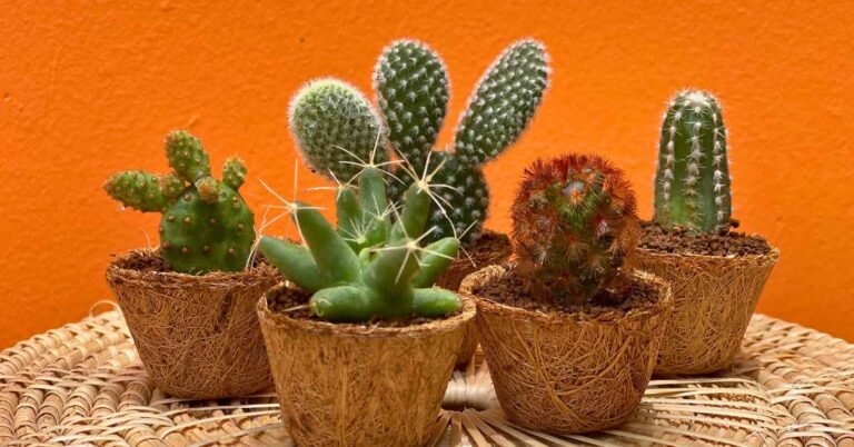 Indoor Succulent Display Ideas