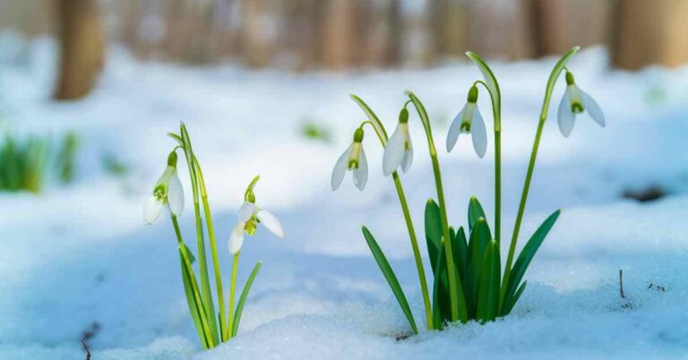 Simple Winter Garden Projects