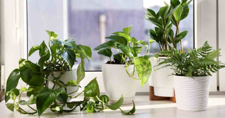 Pothos Climbing Ideas Living Room